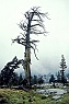 Western Juniper Snag in Fog